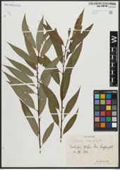 Foto von Salix alba L. x Salix fragilis L.